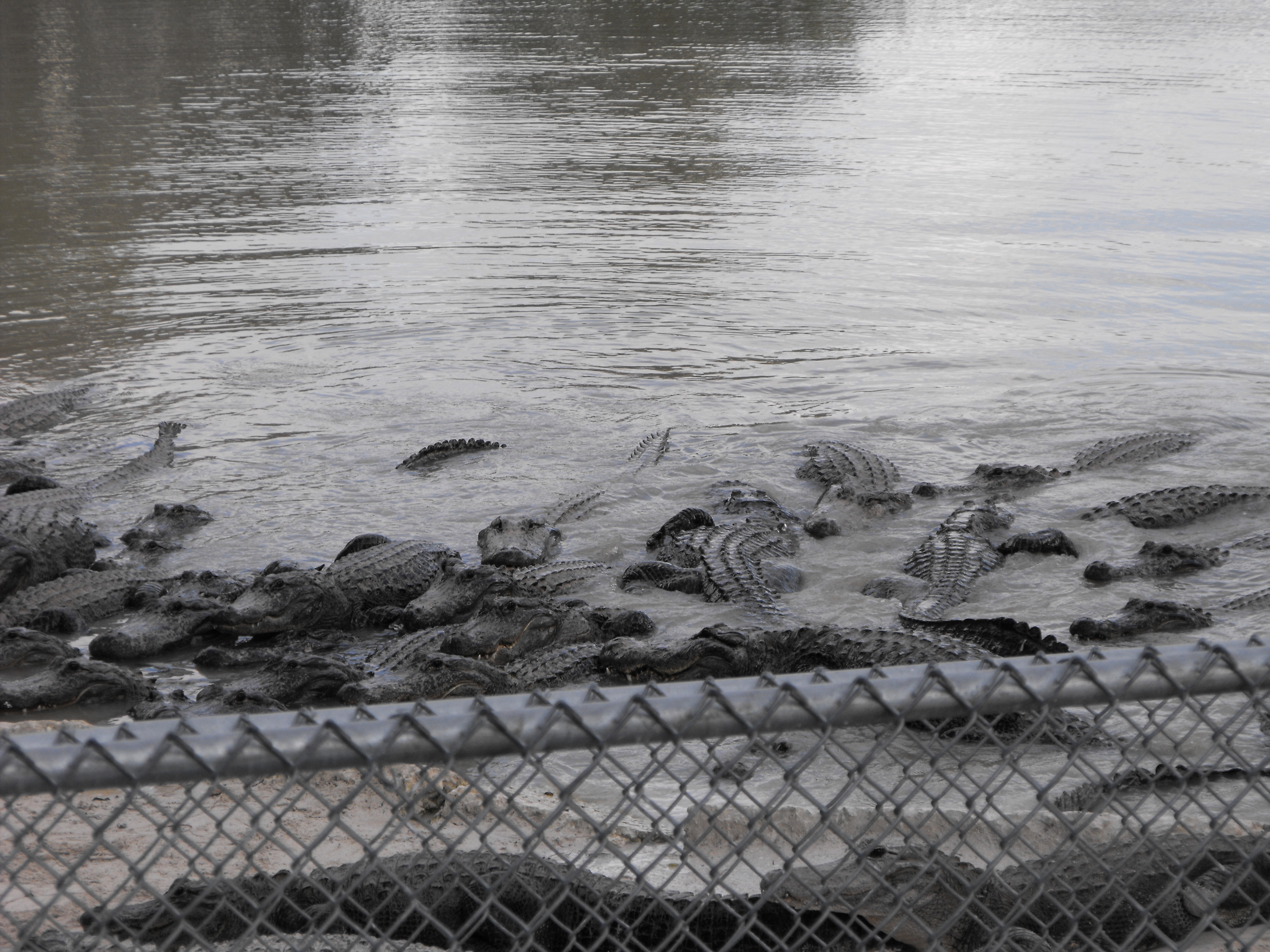 ./2012/Christmas/Aligator Farm/DSCF4281.JPG